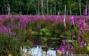 800px-Lythrum_salicaria,_purple_loosestrife,_Boxborough,_Massachusetts_2