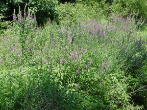 purple loosestrife stand